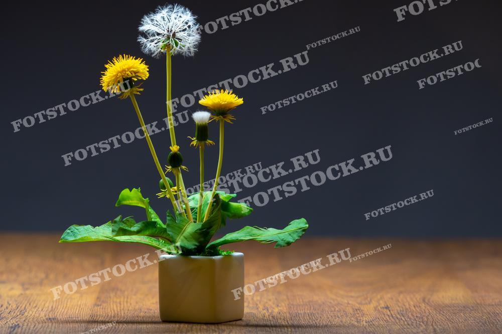 На фотографии запечатлены одуванчики разной степени зрелости в небольшом горшке: от полностью распустившихся ярко-жёлтых цветков до полностью сформировавшегося белого семенника, готового к распространению семян с помощью ветра. Фон за цветами тёмный, что выделяет их живописно на переднем плане. Такая фотография может быть использована для оформления обучающих материалов о растениях, в книгах и статьях о природе, для декоративных целей или как элемент дизайна в тематических проектах.